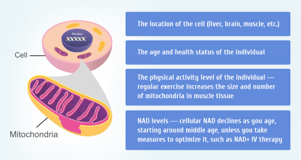 Optimize mitochondrial function